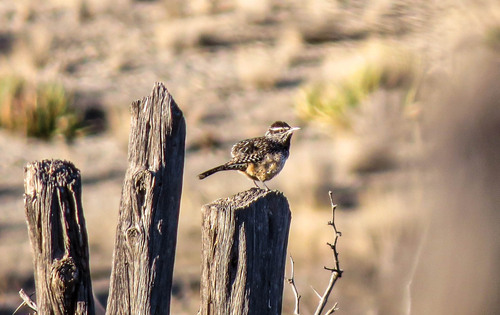 Cactus Wren