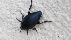 Ablattaria laevigata