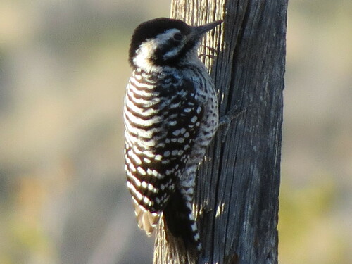 Ladder-backed Woodpecker