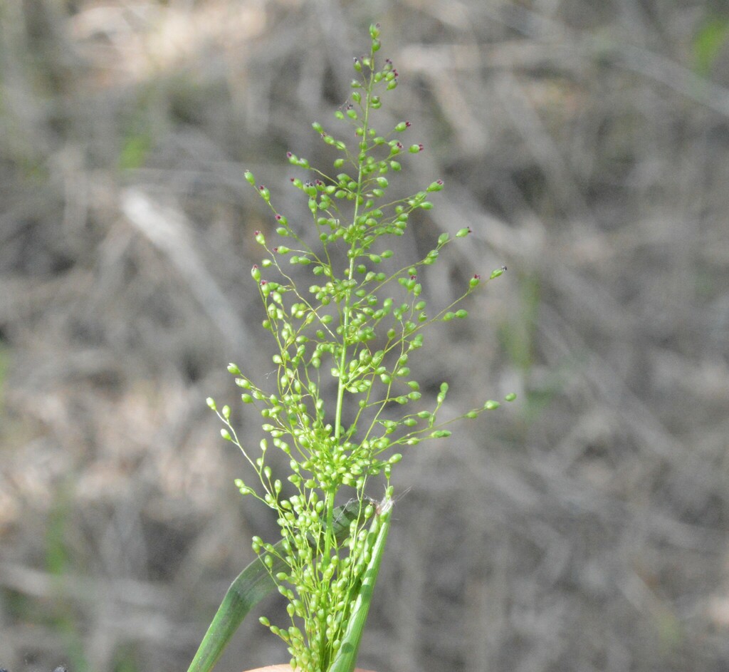 rosette grasses from Bush Park/Eldridge, Houston, TX, USA on