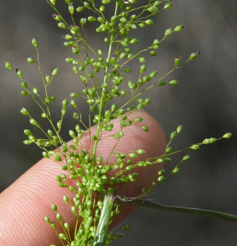 Image of Dichanthelium spretum by (c) Dan Johnson, some rights reserved (CC BY)