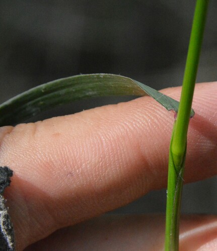 Image of Dichanthelium spretum by (c) Dan Johnson, some rights reserved (CC BY)