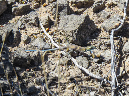 Little Striped Whiptail