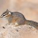 Cliff Chipmunk - Photo (c) David Baake, some rights reserved (CC BY-NC)