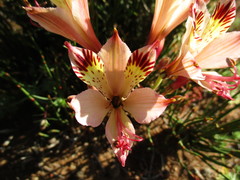 Alstroemeria diluta