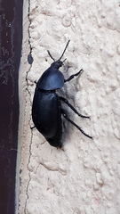 Ablattaria laevigata