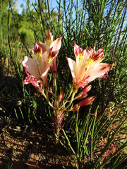 Alstroemeria diluta