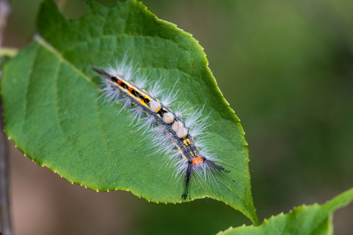 White-marked tussock moth