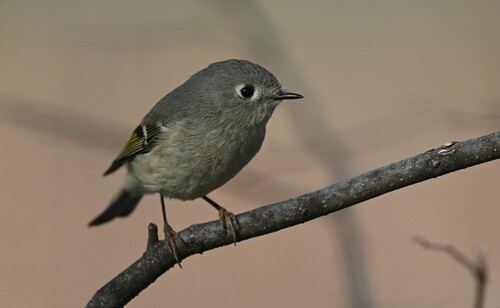 Ruby-crowned Kinglet photographed in Missouri