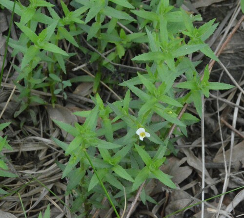Sticky hedgehyssop (Gratiola brevifolia)
