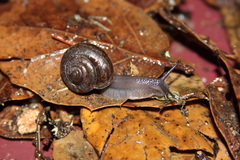 Helminthoglypta umbilicata