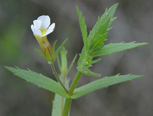 Sticky hedgehyssop (Gratiola brevifolia)