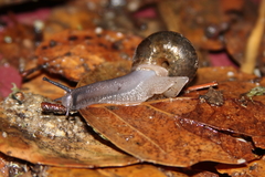Helminthoglypta umbilicata