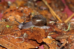 Helminthoglypta umbilicata