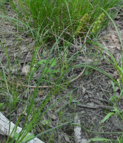 Image of Carex triangularis by (c) Dan Johnson, some rights reserved (CC BY)