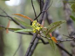 Corokia buddleioides buddleioides