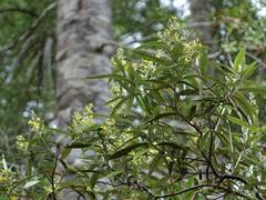 Corokia buddleioides buddleioides