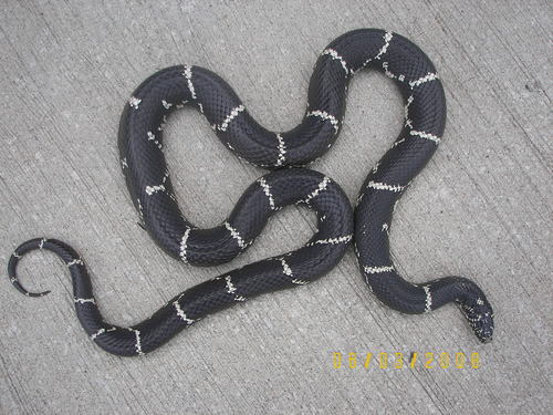 Photo of a Common Kingsnake (Lampropeltis getula)
