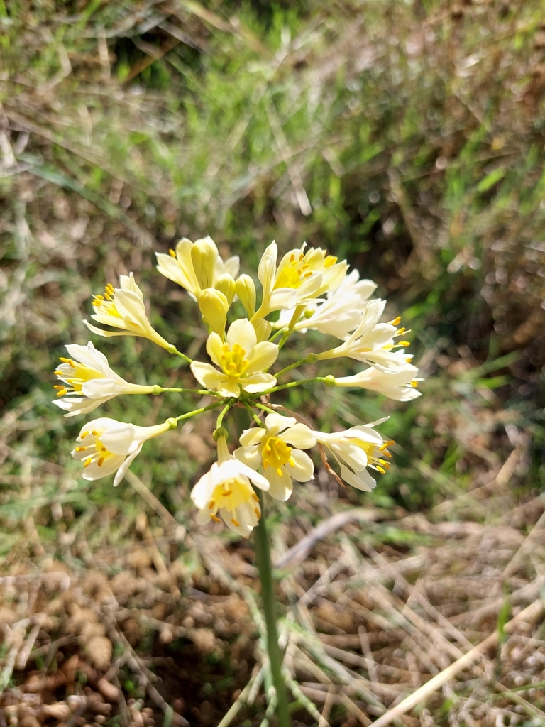 Garland lily from Urana NSW 2645, Australia on April 3, 2023 at 10:04 ...