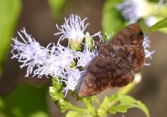 Pellicia arina