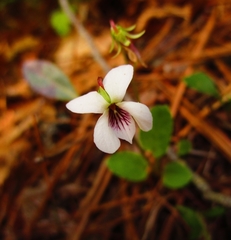 Viola pallens
