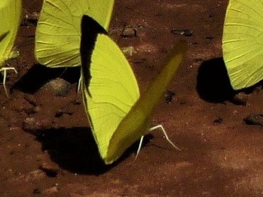 Mimosa Yellow