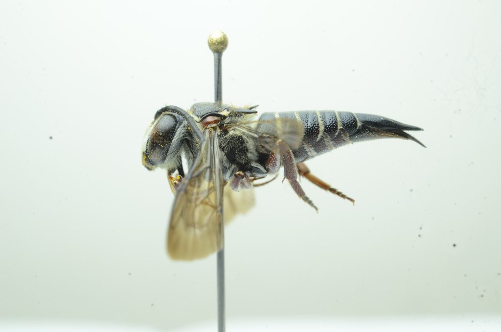 Platycoelioxys
