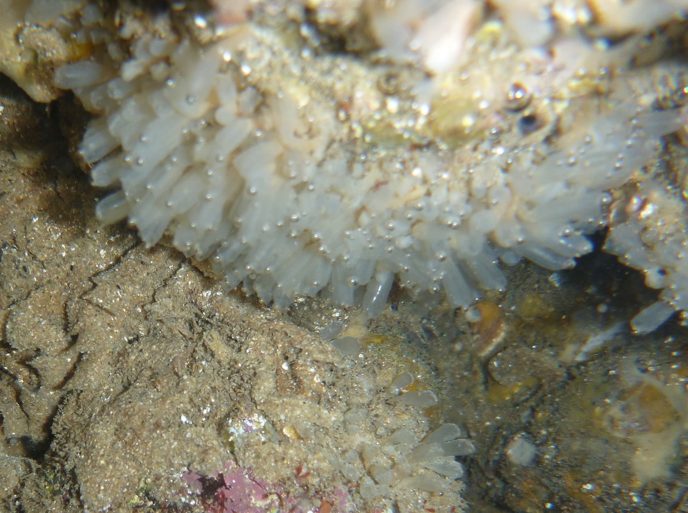Euherdmania claviformis (Ritter, 1903)