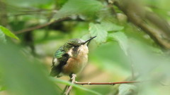 Slender-Tailed Woodstar photo 3