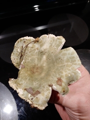 Russula parvovirescens