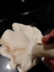 Russula parvovirescens