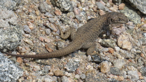 Liolaemidae