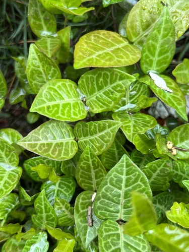 Trachelospermum asiaticum iNat (3)