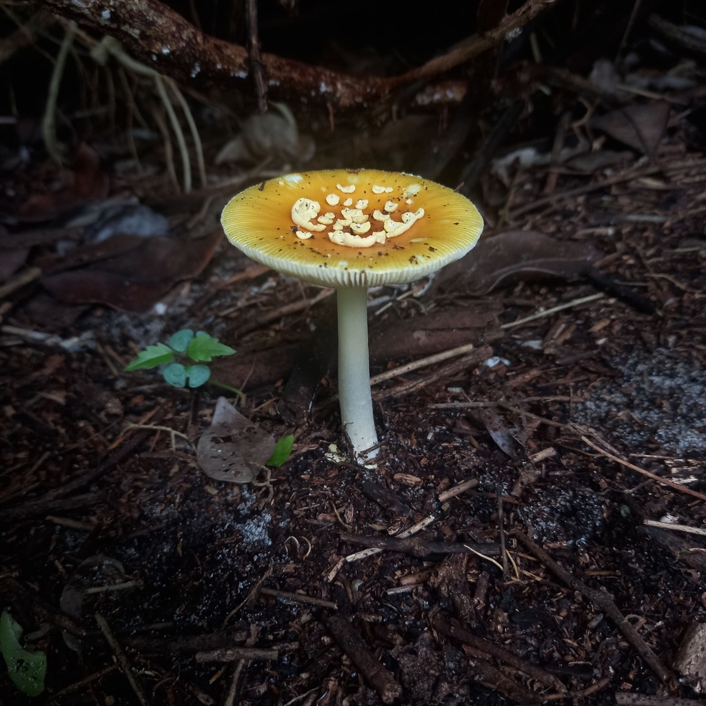 Amanita viscidolutea