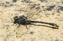 Phanogomphus quadricolor