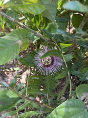 Passiflora oerstedii, photograph author not stated, no rights reserved