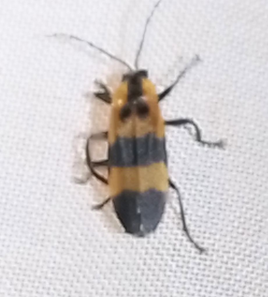 Spring Firefly Bicellonycha wickershamorum wickershamorum (Southwest spring firefly ...