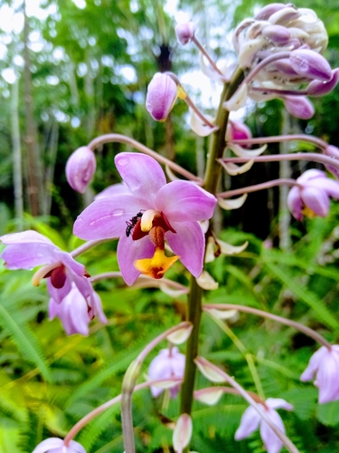 Spathoglottis pacifica in life