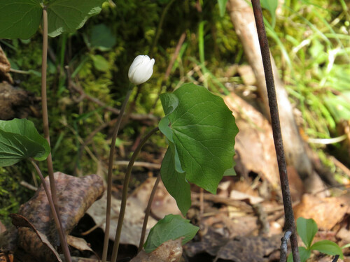 Jeffersonia diphylla