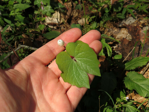 Jeffersonia diphylla