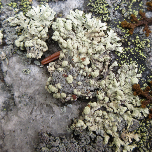 Parmeliopsis capitata image