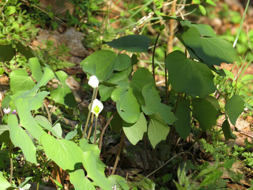 Jeffersonia diphylla