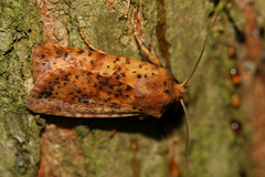 Conistra rubiginea