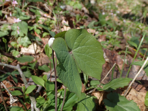 Jeffersonia diphylla