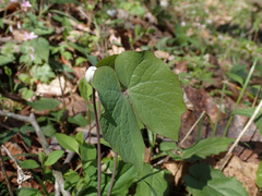 Twinleaf (Jeffersonia diphylla)