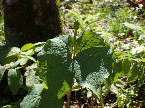 Jeffersonia diphylla