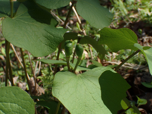 Jeffersonia diphylla