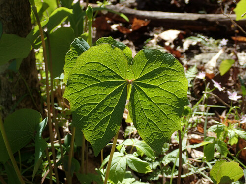 Jeffersonia diphylla