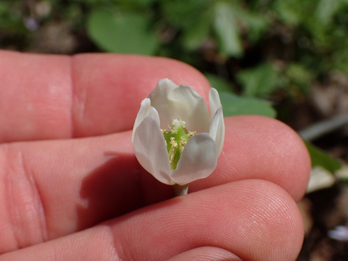 Jeffersonia diphylla