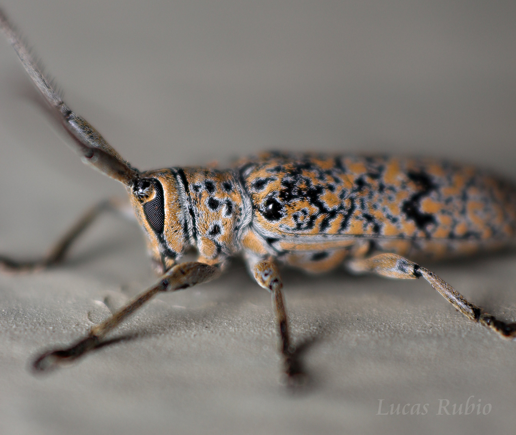 Peritrox nigromaculatus